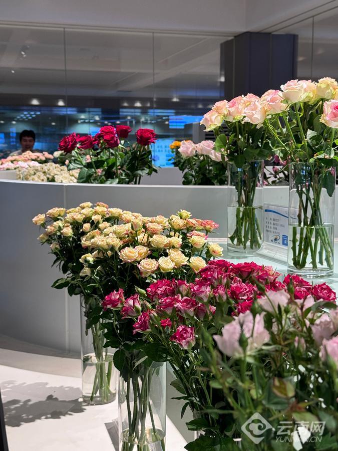 单日最高供货量980万枝!昆明鲜花市场迎来"七夕节"消费热潮
