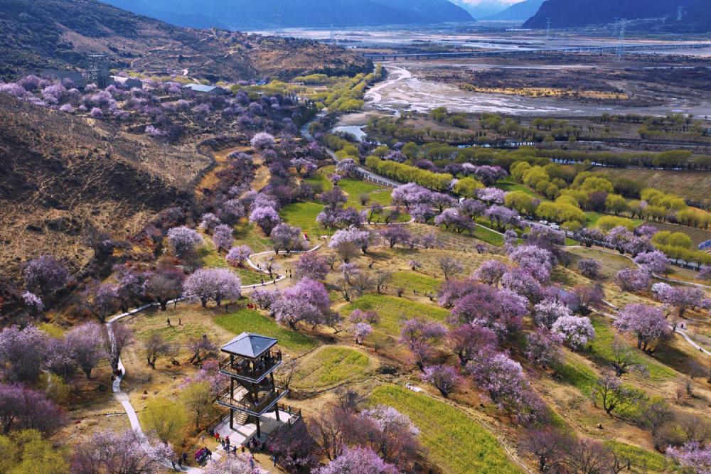 再出发·专列游|"林芝桃花专列"掀起赏花热,"新疆游专列"豪过南极游