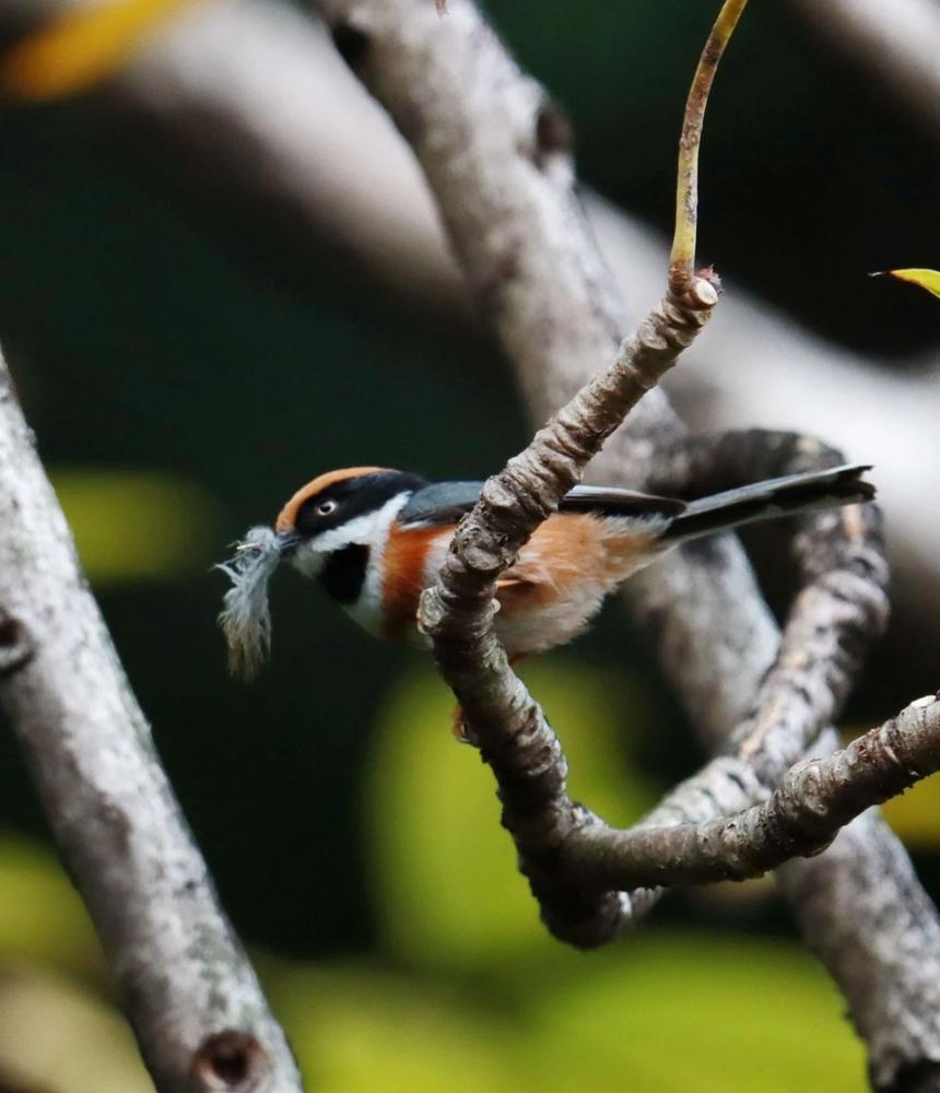 寻羽水畔林间,广州珠江公园"鸟性化"举措构筑"自然精灵"家园