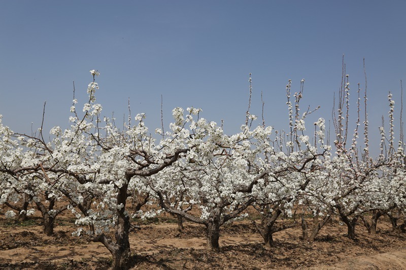 来蒲城,赏梨花_腾讯新闻