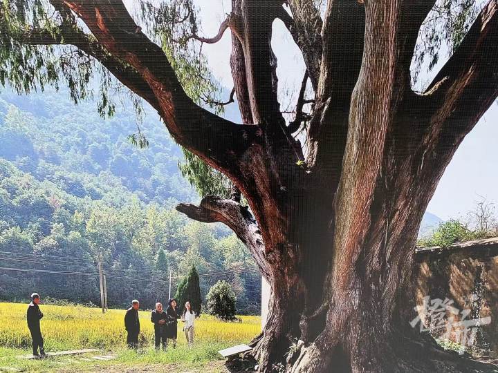 2024年全国古树名木保护科普宣传周启动，浙江拥有千年古树650株，树龄最长约2000岁_腾讯新闻