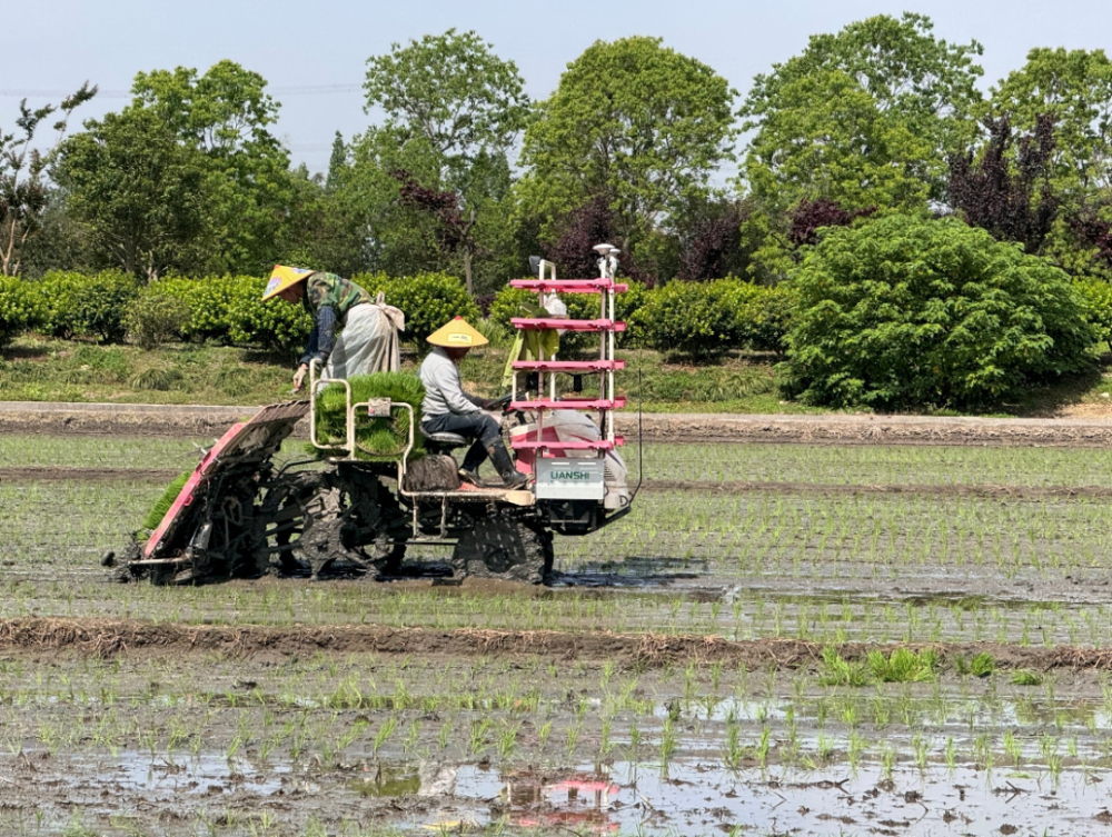 机械上阵,省时省力!万亩良田水稻插秧忙