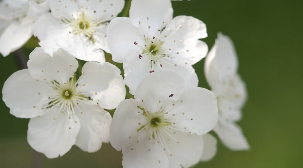 云南个旧:万亩梨花盛似雪