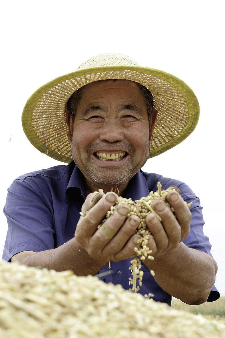 夏收时节,在枣庄市市中区孟庄镇侯庄村麦田里,农民赵作明展示刚刚收获