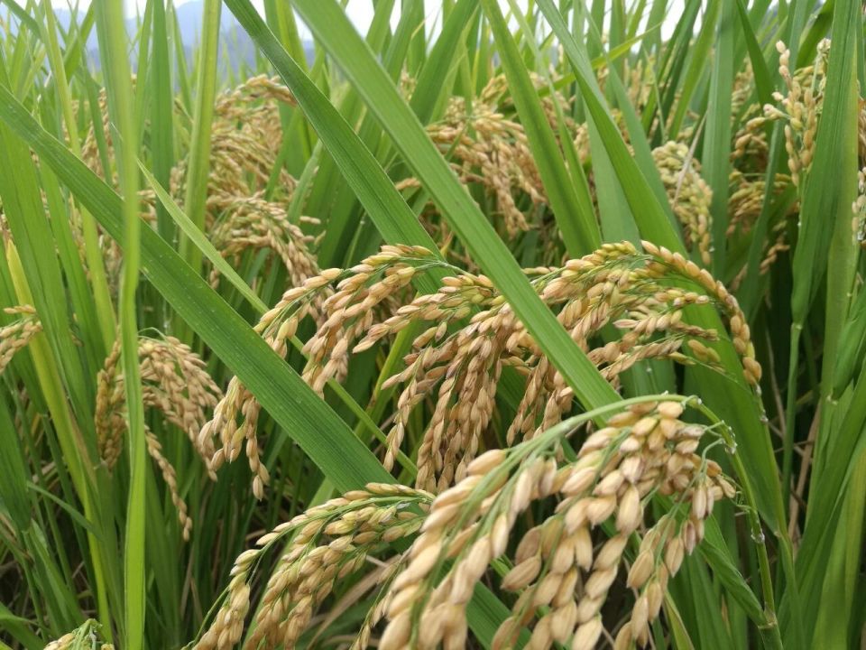 Người Nhật có sẵn sàng chịu ch*t đói thay vì động vào gạo Trung Quốc không ?