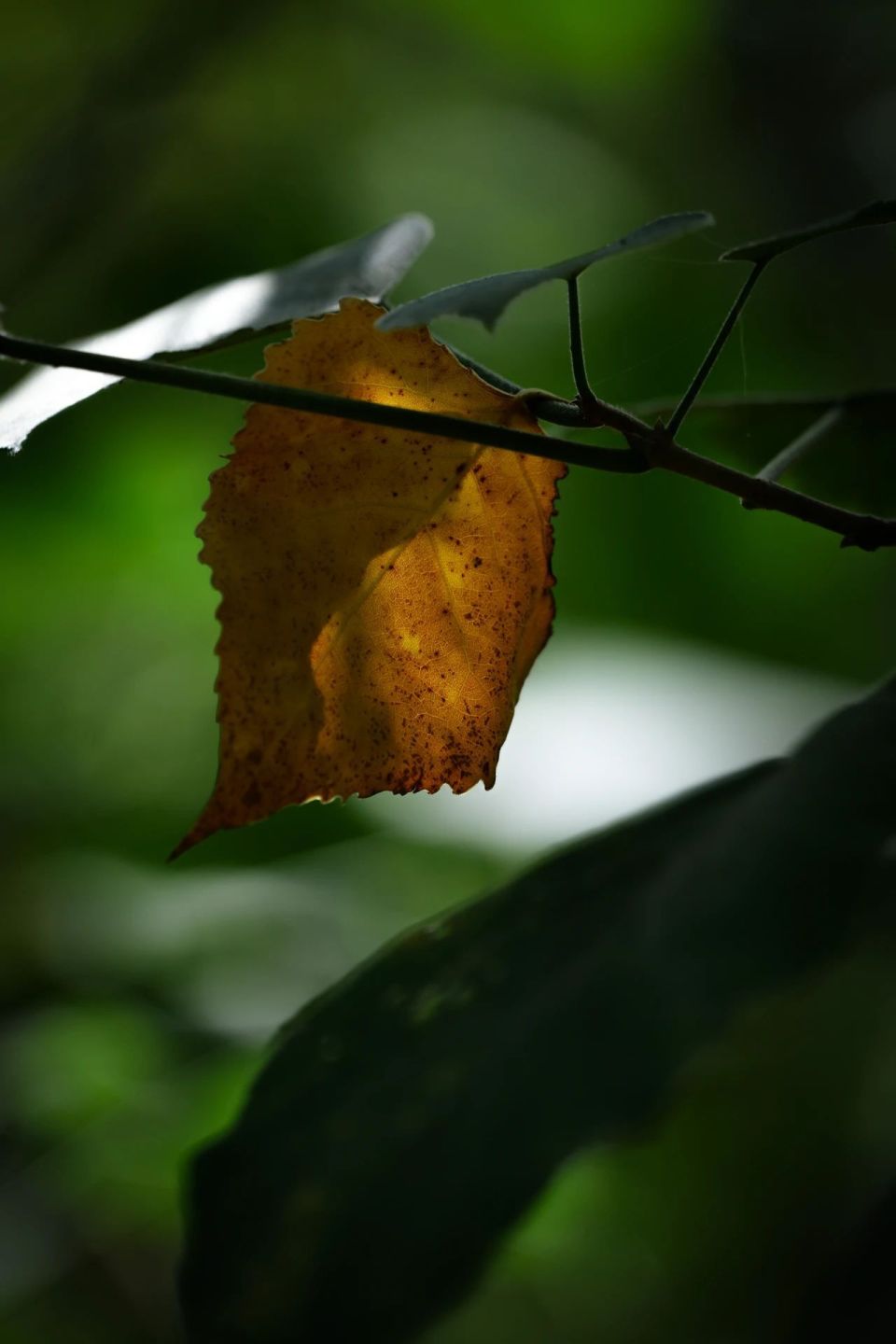 叶落知秋.-腾讯新闻