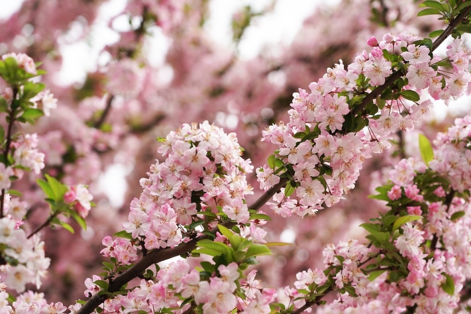 c视频 组图丨春光无限好 快来绵阳市人民公园和海棠来一场美丽的"邂逅