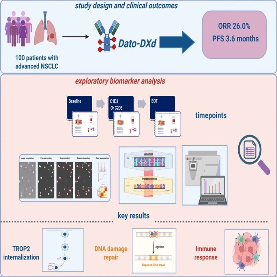 Cancer Cell重磅 | 从疗效到机制：Dato-DXd治疗晚期非小细胞肺癌的Ⅱ期临床研究_腾讯新闻