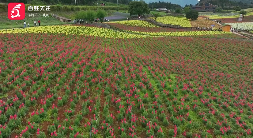 开启浪漫花海旅游季!贵州麻江500亩金鱼草热情绽放