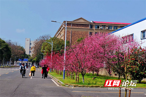 春赏美景好去处,常德这所"桃花校园"让人着迷_腾讯新闻