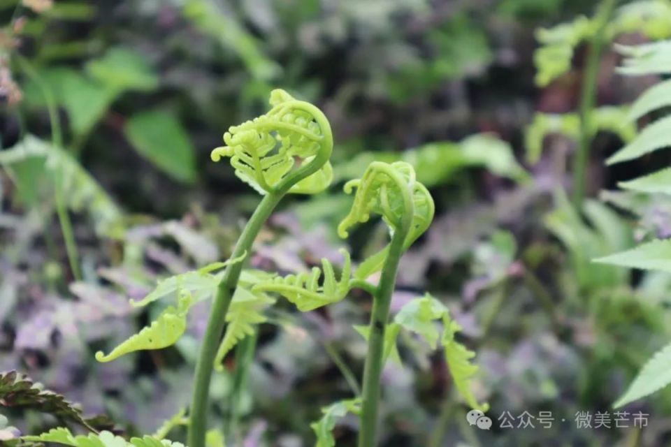 厥菜人工种植图片