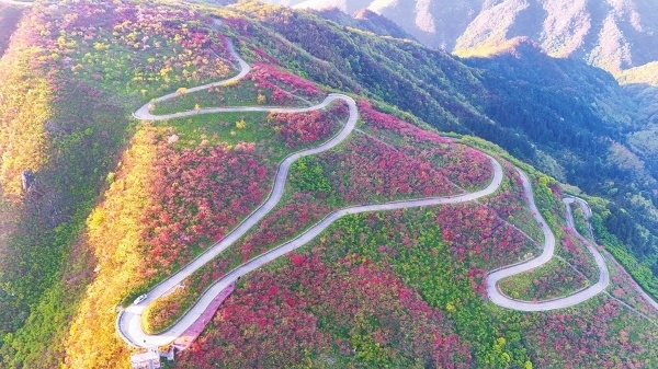 阳明山十万亩杜鹃盛开