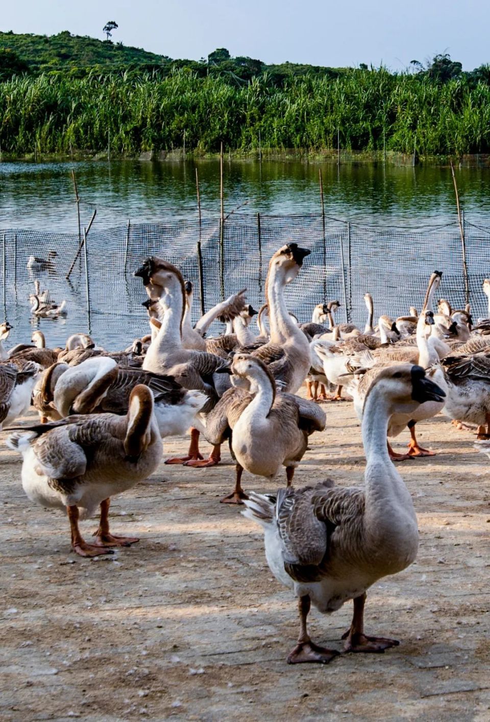 阳江人的朋友圈被"大鹅"刷屏了