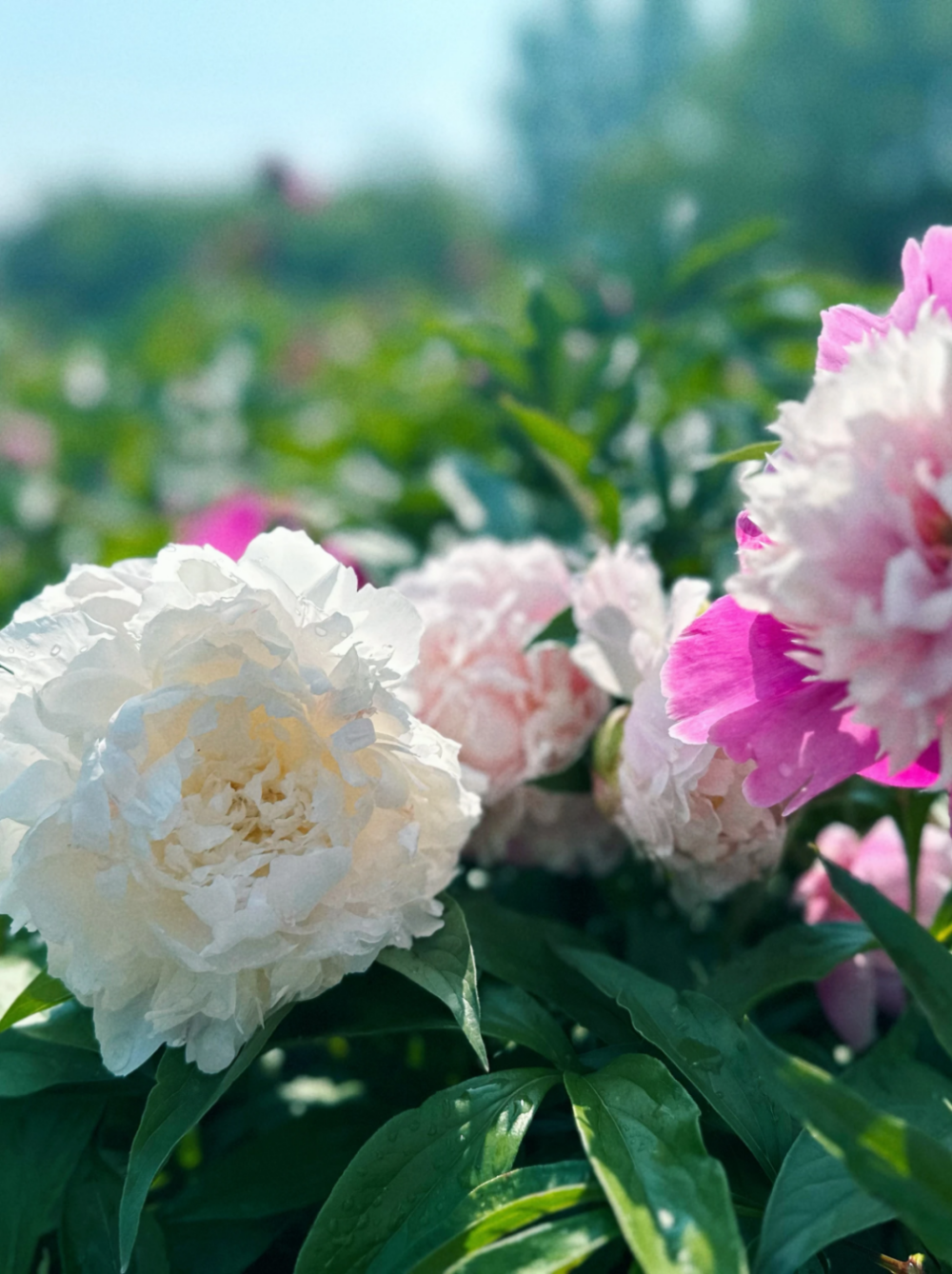 东营的初夏,浅浅的浪漫