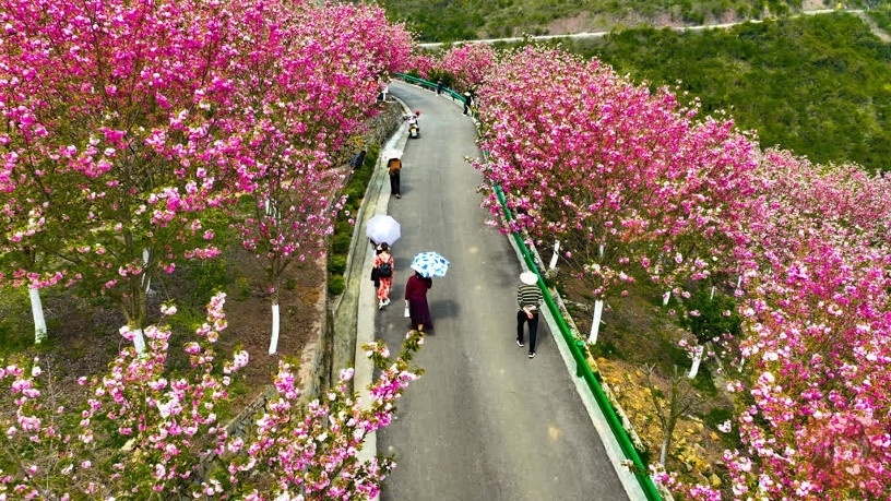 古蔺酒香花谷在哪儿图片