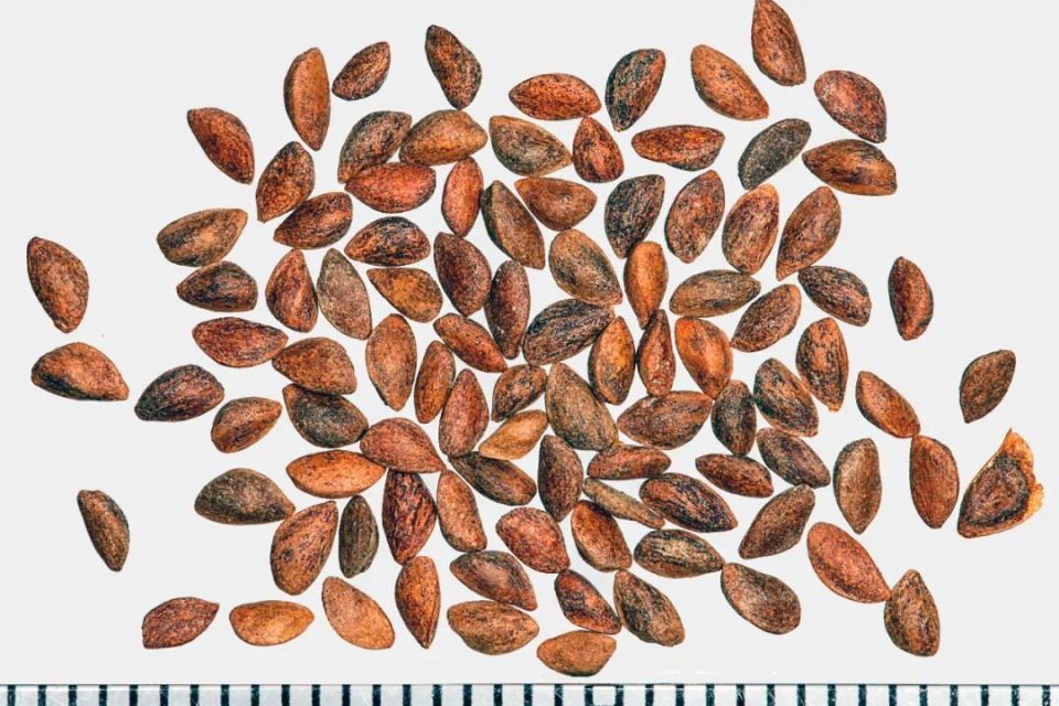 长白山植物千"种"风情～长白鱼鳞云杉