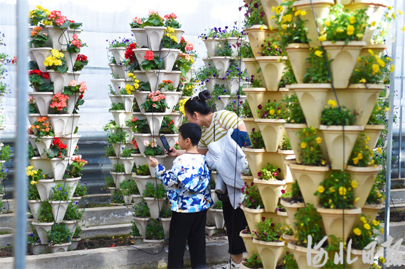 游客在邢台市南和农业嘉年华花瓣式立体栽培区赏花游玩