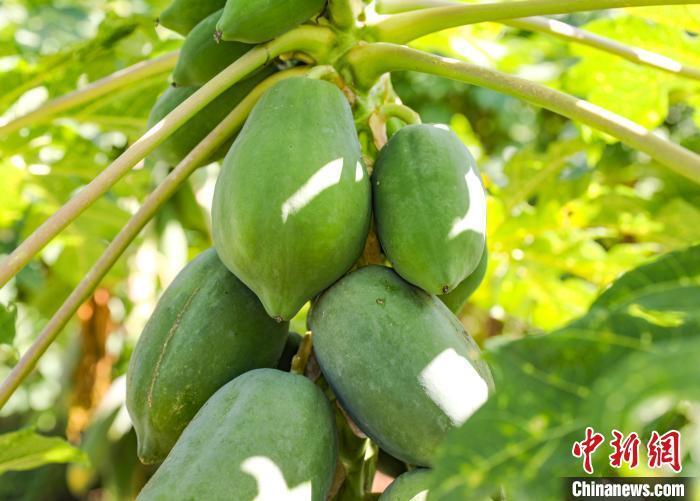 广西容县六王镇满树尽挂黄金果小木瓜助农增收奔富