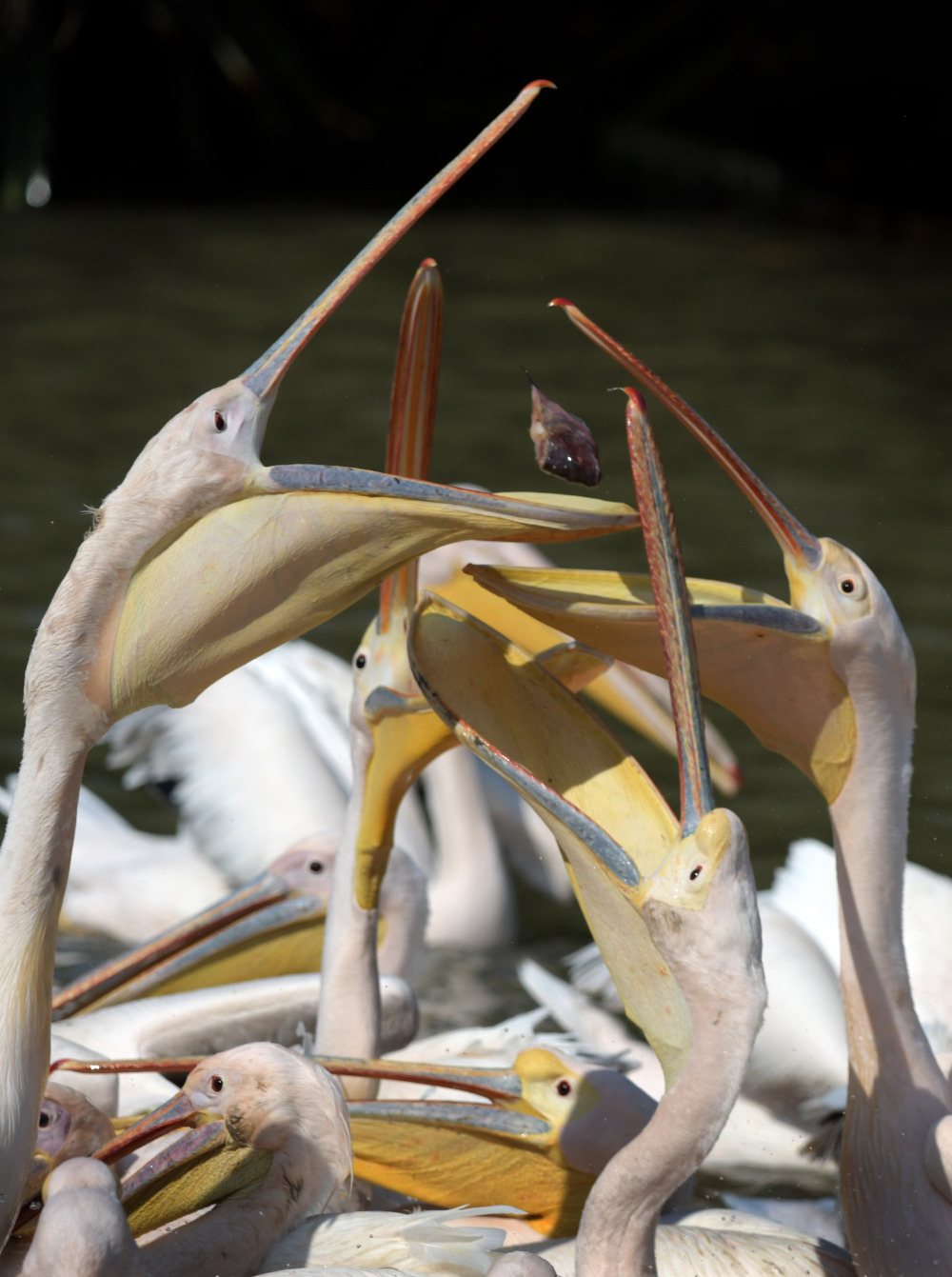 自由飞翔 温暖栖息:非洲鹈鹕安家大湾区_腾讯新闻