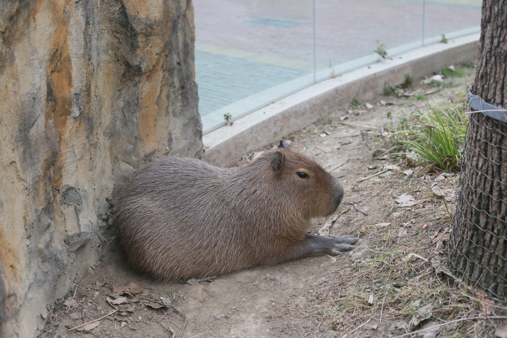 探秘"顶流"水豚的日常生活_腾讯新闻