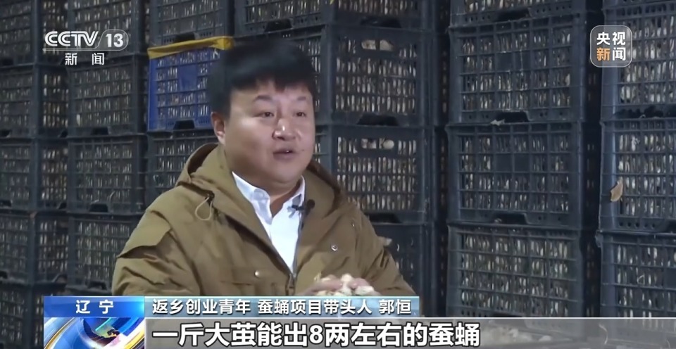 全村半数以上妇女都是割蛹者小小蚕蛹催生这些新职业