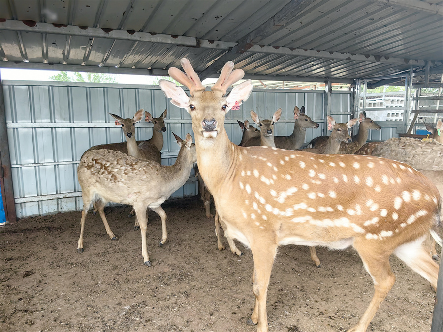 2013年大学毕业后在外务工两年,于2015年返乡创业从事梅花鹿养殖,鹿场