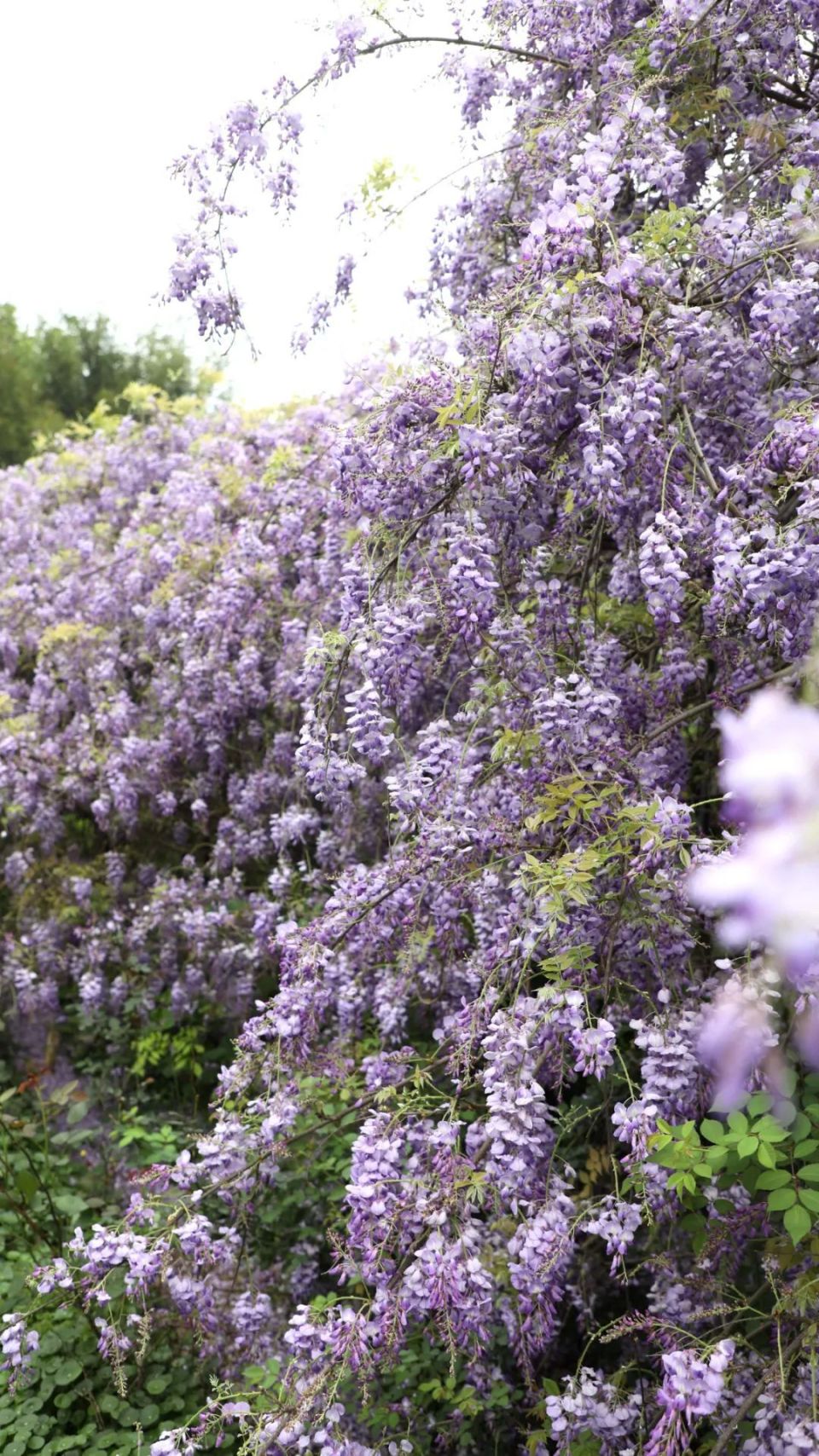 来融安赏花 | 紫藤花开,是春天里最浪漫的文案_腾讯新闻