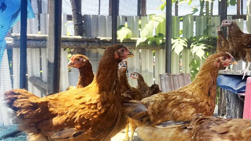 其中10只是今年五月镇里免费发放的鸡苗,还给了400元钱补助,不耽误