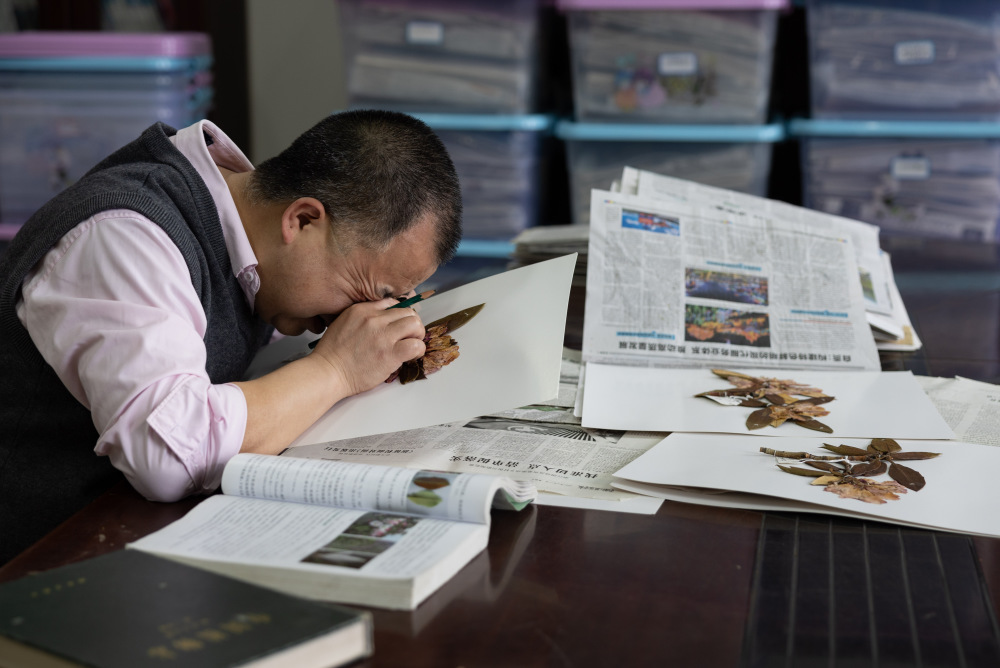 新华社记者 江宏景 摄华西亚高山植物园的研究人员李烨在收集火红杜鹃