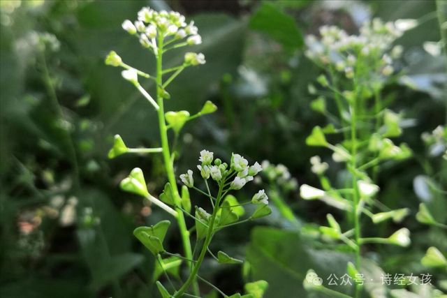 荠菜花的样子图片图片