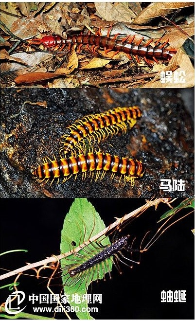 成都一人行道上出现大量小马陆,引发路人恐慌?专家:对人类没有伤害