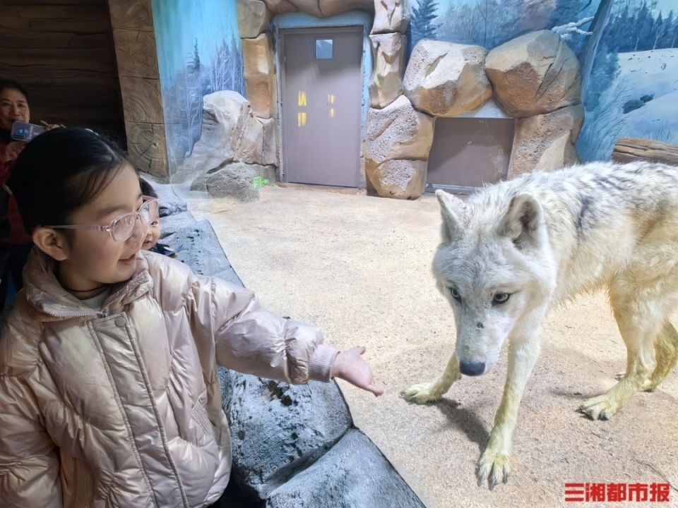 據悉,湘江歡樂海洋公園作為全國大型的綜合性沉浸式海洋樂園,總佔地