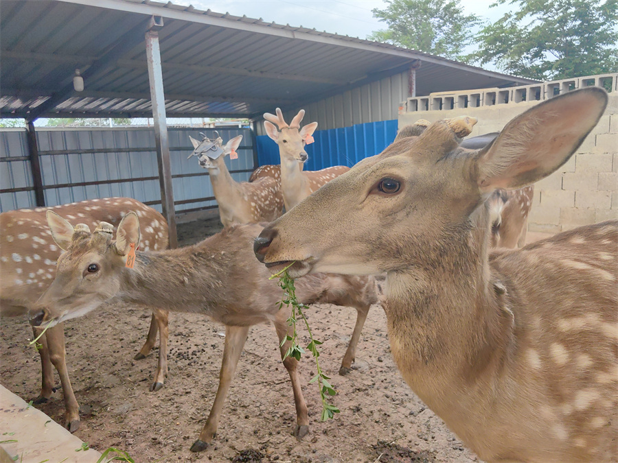2013年大学毕业后在外务工两年,于2015年返乡创业从事梅花鹿养殖,鹿场