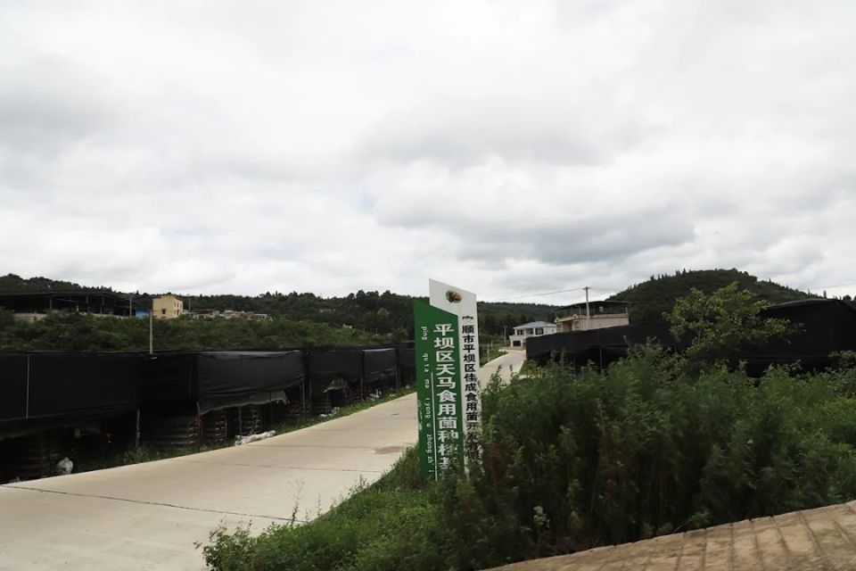 【在乡村振兴上开新局】平坝天马村:"小香菇"撑起"致富伞"