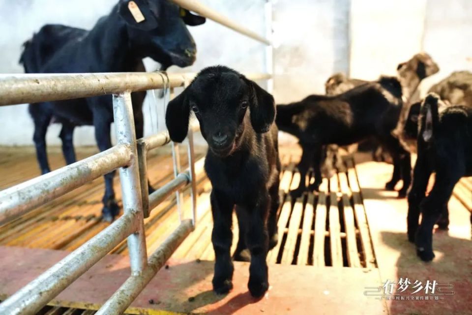 蓝金红团队和张艳丽通过指导当地黑山羊养殖基地精选培育优质基础羊群