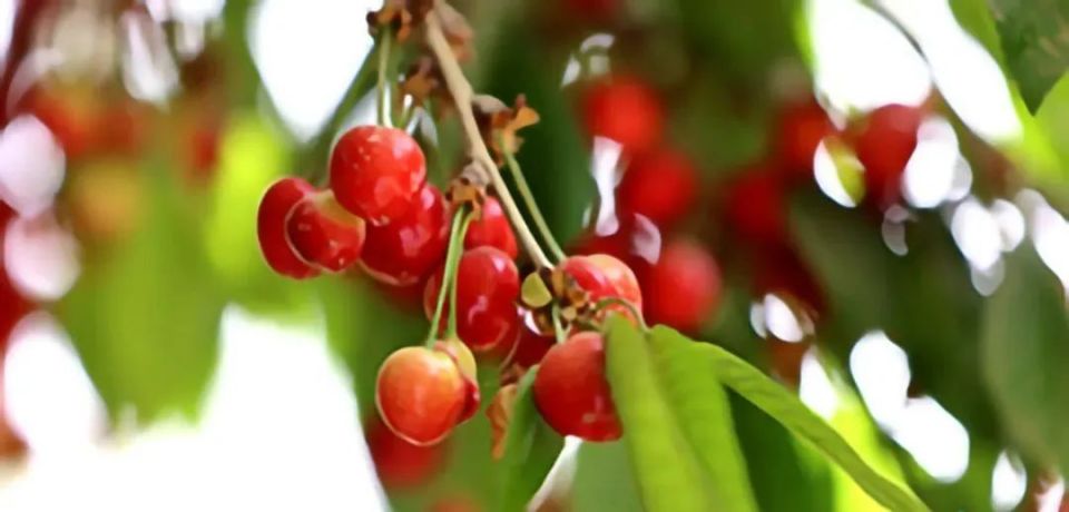 樱桃熟了,莎车县热闹了!"5·19"中国旅游日活动精彩纷呈