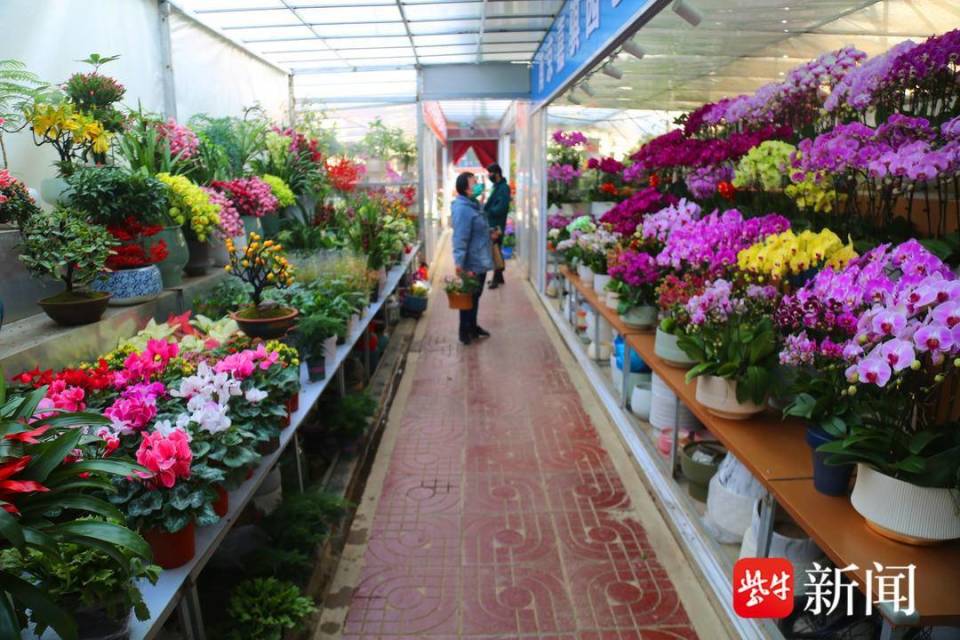 春节临近,南京花卉市场人气很旺_腾讯新闻