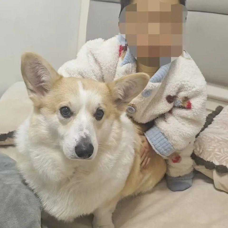 父亲遛狗2岁幼童18楼坠亡，律师谈“刑事不立案”