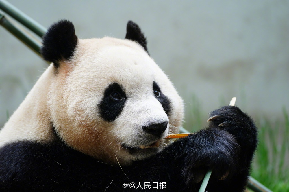 大熊猫福宝正式亮相