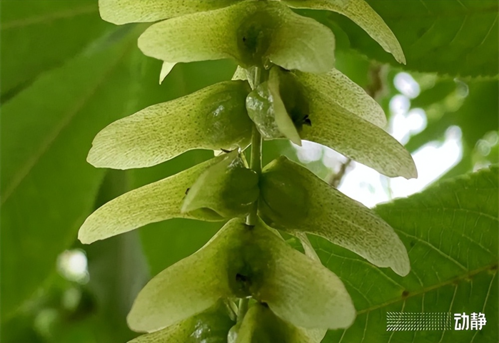 枫杨"长翅膀"的果实枫杨树冠广展,枝叶茂密,生长快速,根系发达,树姿