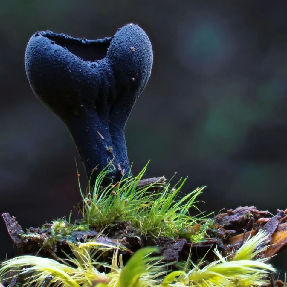 这些罕见的蘑菇还没吃进嘴里就让人开始眩晕了