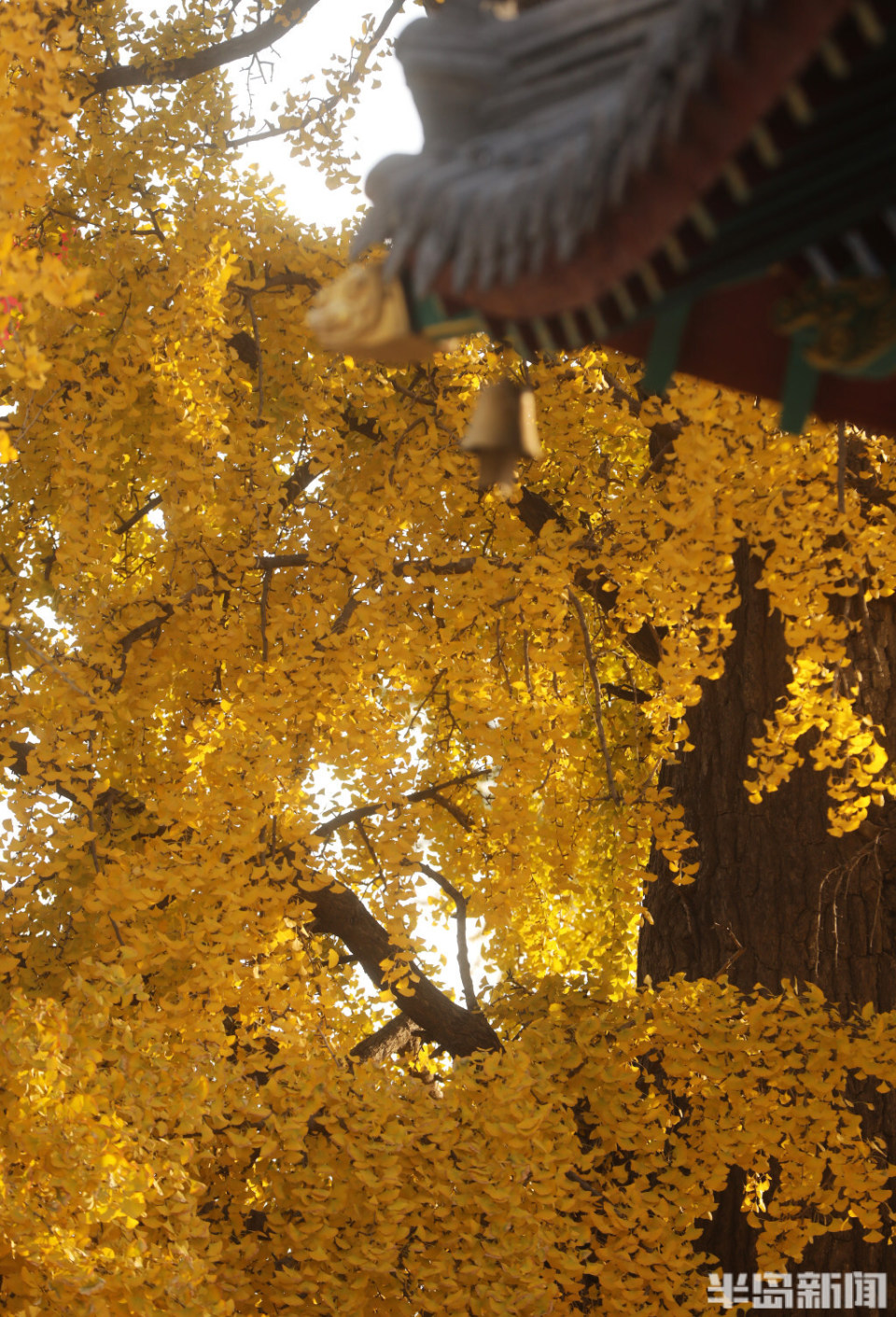青岛城阳区法海寺内千年银杏披金甲-腾讯新闻