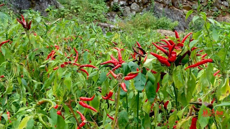 临武县每年都会通过提纯复壮对大冲辣椒进行育苗,今年,共育苗30万株