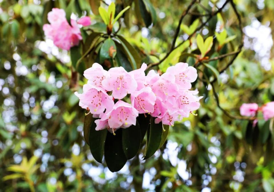 最美的"高山杜鹃"送你满山浪漫……附赏花路线!