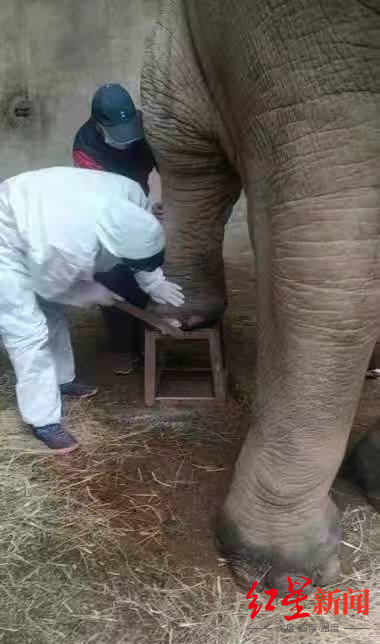22岁亚洲象欣欣在八达岭野生动物世界心衰逝世，曾患脚疾多年