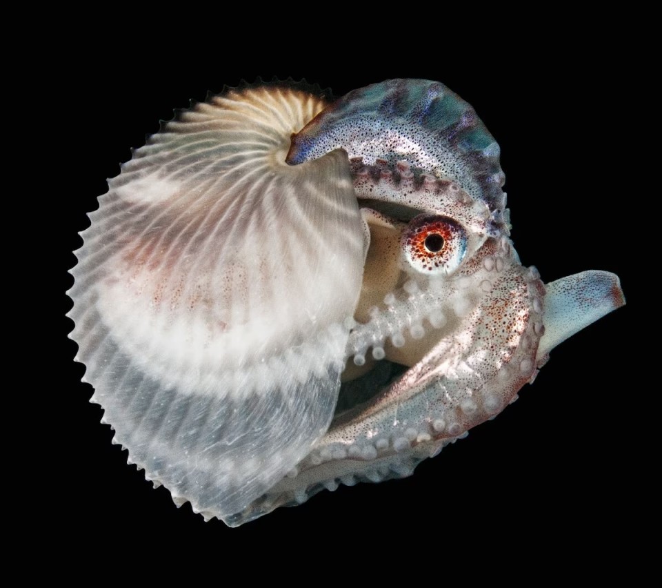 南海物说︱如果海贝失去外壳 珊瑚虫长不出骨骼
