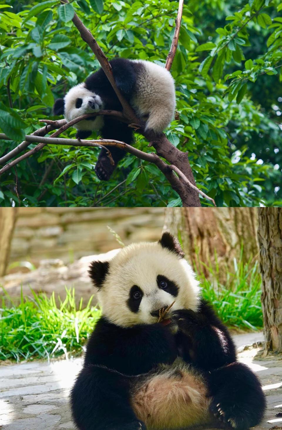 双语你好中国当一只熊猫开始静静地思考熊生