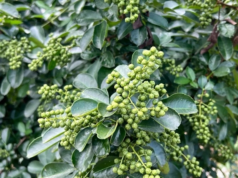 关岭:特色花椒 海外飘香