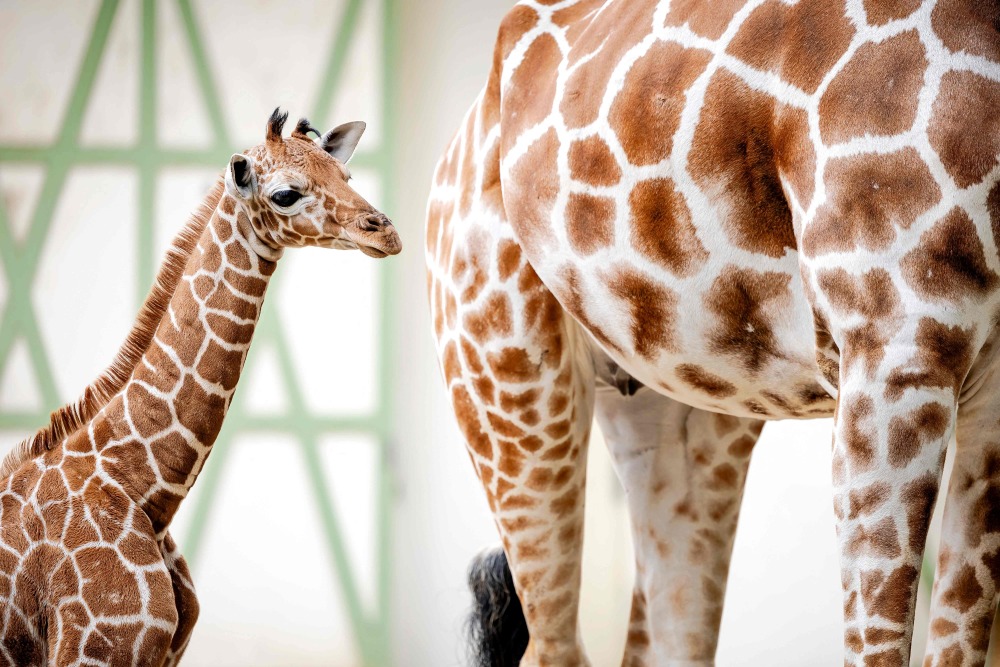 可爱的网纹长颈鹿宝宝