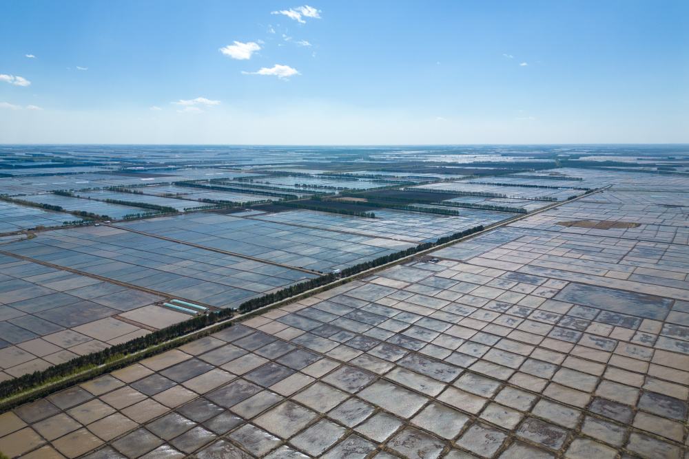 四季中国丨播种希望!"插秧专列"驶向三江平原"北大仓"